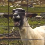 Was That A No Agenda Goat Scream?!