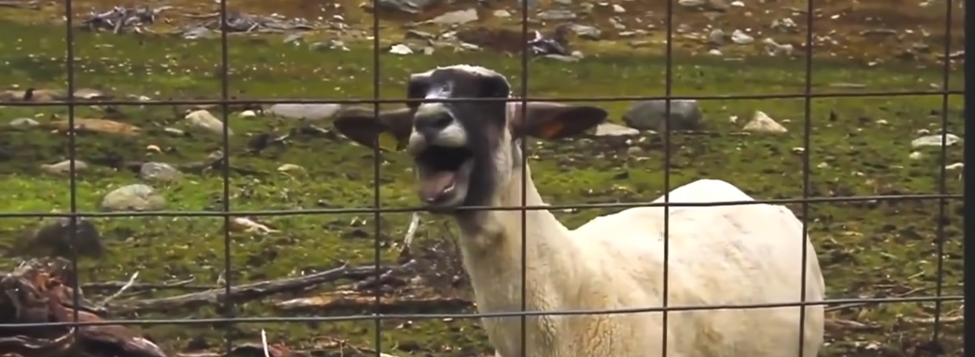 Was That A No Agenda Goat Scream?!